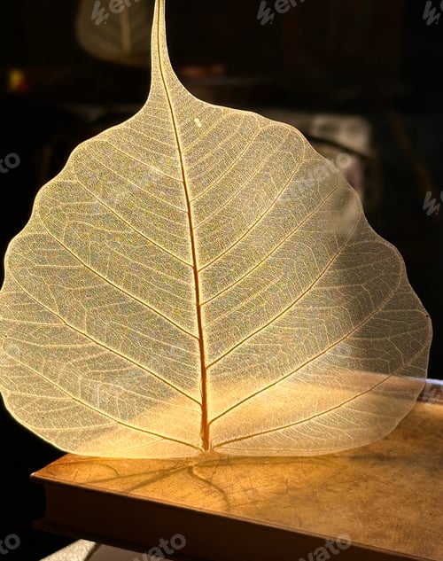 Preview: Close up view of dry leaf. Leaf skeleton