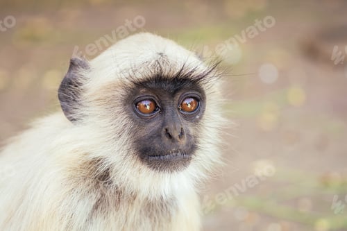 Preview: gray monkey in jaipur