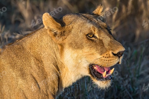 Preview: Closeup shot of a female lion on a blurred background