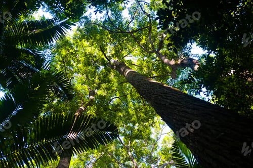 Preview: Tall Tree in the Forest on Fraser Island, Queensland, Australia