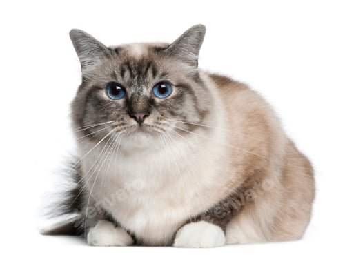 Preview: Birman cat, 2 years old, lying in front of white background