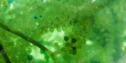 Preview: Photobioreactor in medical science laboratory algae fuel biofuel industry, nature algal research