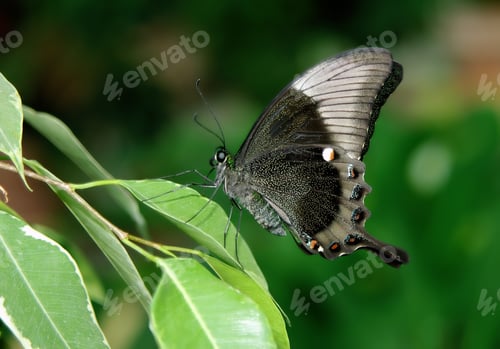 Preview: Beautiful elegant butterfly