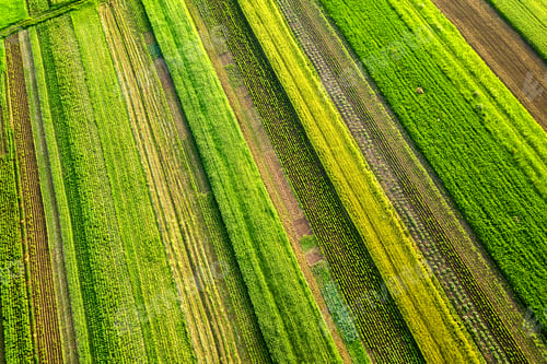 Preview: Aerial view of green agricultural fields in spring with fresh vegetation after seeding season
