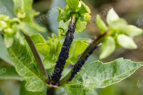 Preview: Black bean aphids aphis fabae colony on heavyly infested plant stem a dahlia