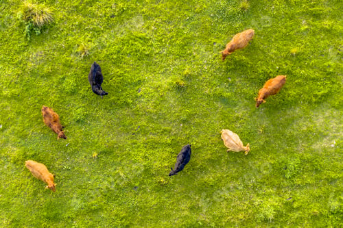 Preview: Cattle seen from above