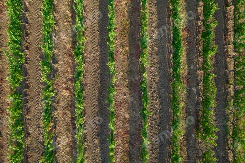 Preview: Aerial view of a vineyard in the summer season