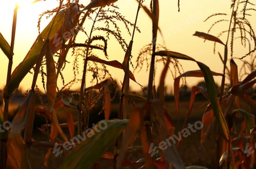 Preview: Backlit Maize field at evening sunset time