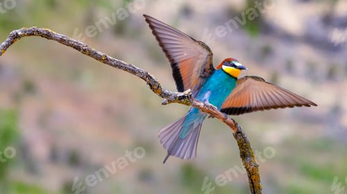 Preview: Bee-eater, Spain