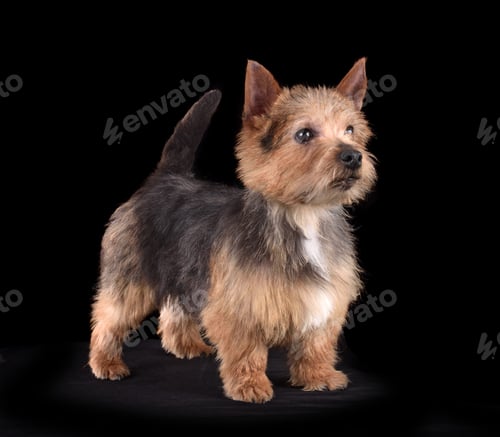 Preview: Beautiful Norwich Terrier dog