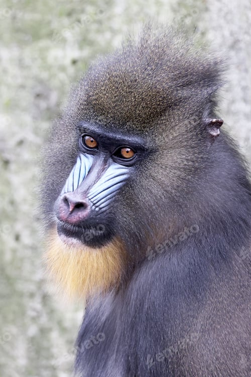 Preview: A mandrill (Mandrillus sphinx) portrait