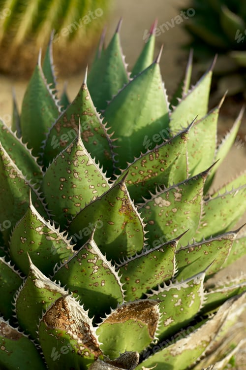 Preview: Close-up of a vibrant green aloe vera plant with spiky edges.