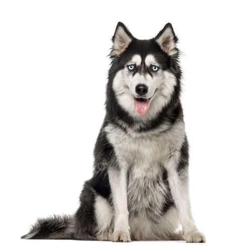 Preview: Siberian Husky sitting and looking at the camera, 3 years old, isolated on white
