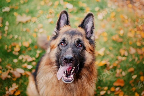 Preview: German Shepherd dog with leaves in autumn. Dog in nature. Autumn mood. Shepherd dog in falling leave