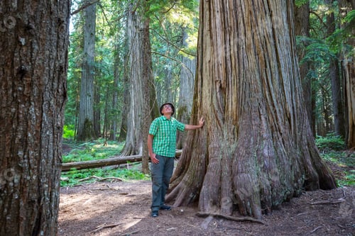 Preview: Hike in forest