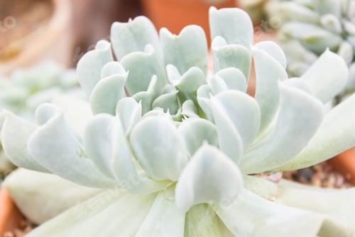 Preview: beautiful succulent plant in greenhouse