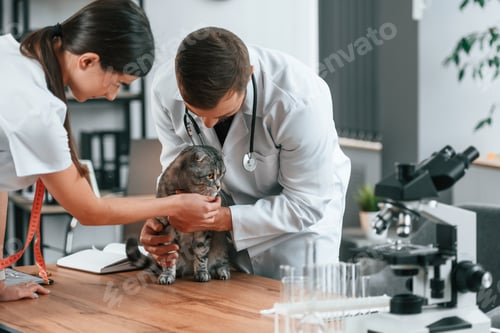 Preview: Male and female doctors is taking care of scottish fold gray tabby cat in the clinic