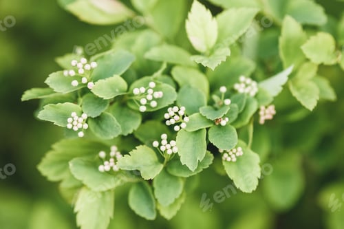 Preview: Green plant background, Spiraea betulifolia branch with flowerbuds in spring
