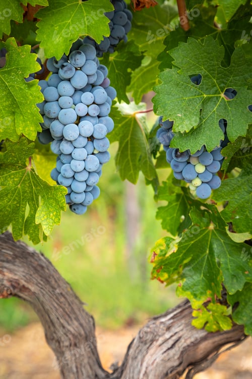Preview: Lush Wine Grapes Clusters Hanging On The Vine