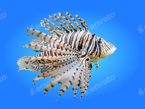 Preview: Close-up Exotic Lion Fish Isolated on Blue Background
