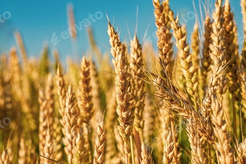 Preview: Soft common Wheat field in summer against blue sky