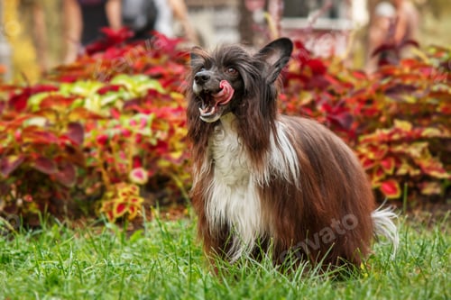Preview: Long-haired Chinese Crested dog on the walk. Furry dog. Long-haired dog. Dog grooming