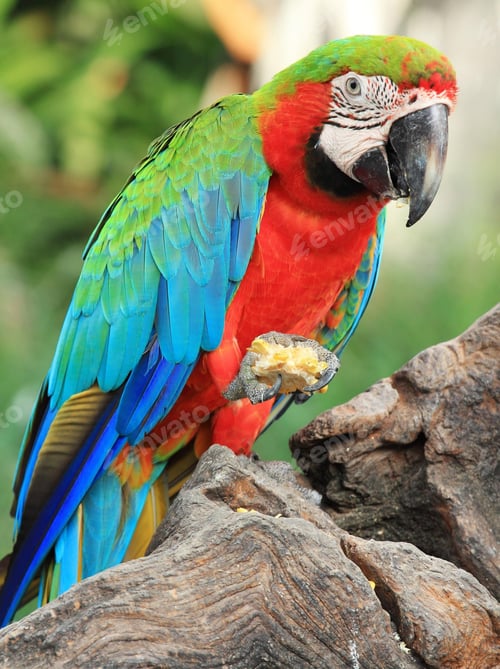 Preview: bird, parrot, Scarlet, Macaw