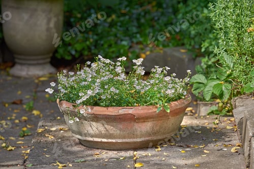 Preview: My garden