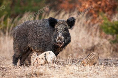 Preview: Family of wild boar with adult hairy mother and little piglets grazing in spring