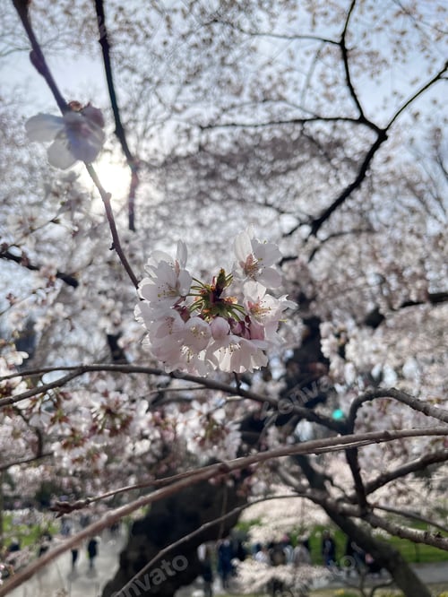 Preview: Cherry Blossom , Sakura