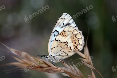 Preview: Butterfly Marbled White, Melanargia galathea