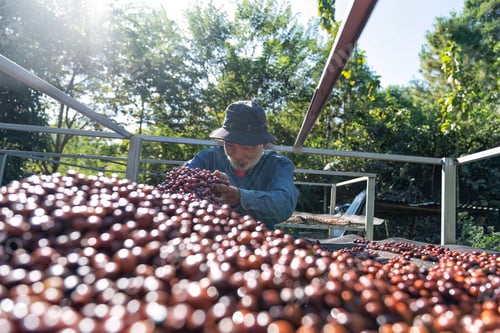 Preview: Farmer use hand turn coffee beans upside down berries drying natural process under sun light