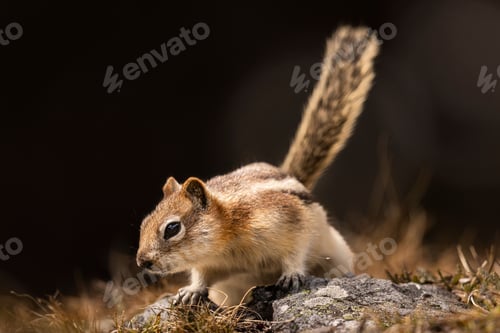 Preview: Chipmunk standing on a rock in a natural setting