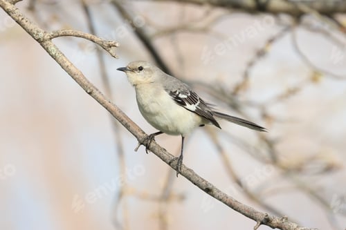 Preview: Solitary bird perched on a branch of a tree
