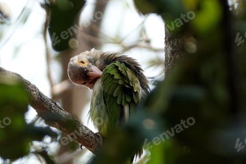Preview: Lineated barbet bird perched on a branch of a tree, surrounded by lush green foliage