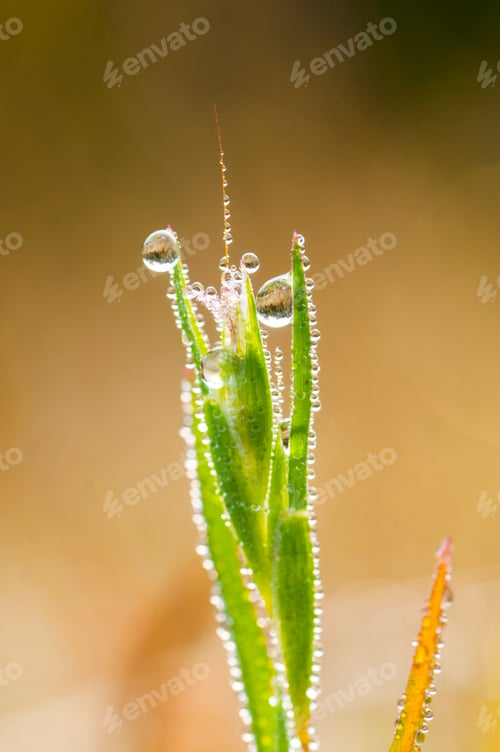 Preview: Fresh green grass with dew drops closeup. Nature Background