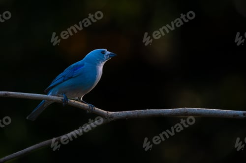 Preview: Blue-gray tanager perched on a branch