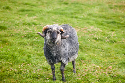 Preview: Sheep lamb grazing in the countryside. Faroe islands nature