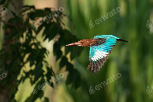 Preview: White-throated kingfisher in mid-flight over a tranquil body of water, surveying its surroundings
