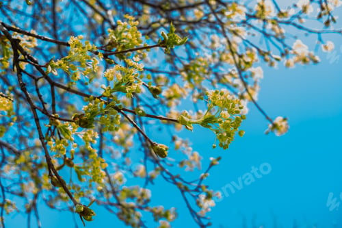 Preview: Blooming tree branches against a clear blue sky