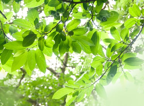 Preview: Natural background of green leaves