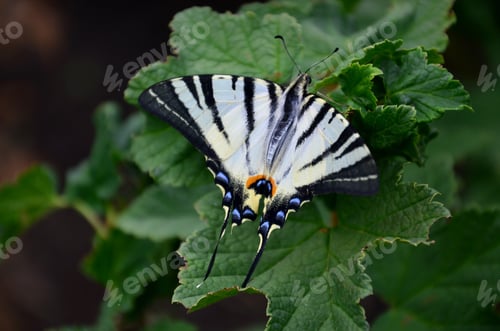 Preview: Scarce swallowtail Iphiclides podalirius rare european butterfly is sitting on the bushes