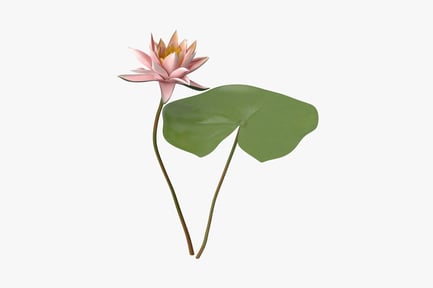 Preview: Delicate Pink Water Lily Blossom with Broad Leaf