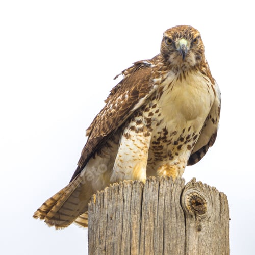 Preview: Closeup of a Red Tail Hawk perched atop a wooden utility pole