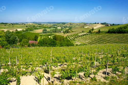 Preview: Vineyards of Monferrato near Nizza at springtime