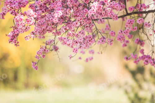 Preview: Spring blossom