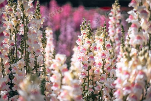 Vista previa: Flores rosadas y moradas y campos de flores en primavera