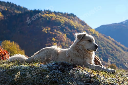 Preview: Adorable dog in mountains on sunny day
