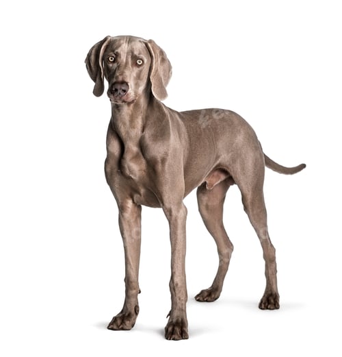 Preview: Weimaraner standing against white background