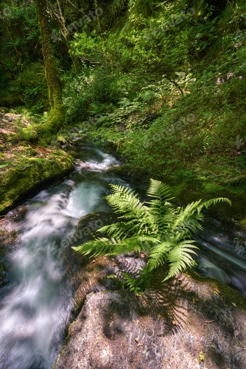 Preview: Lush Fern next to a Rushing Water Stream